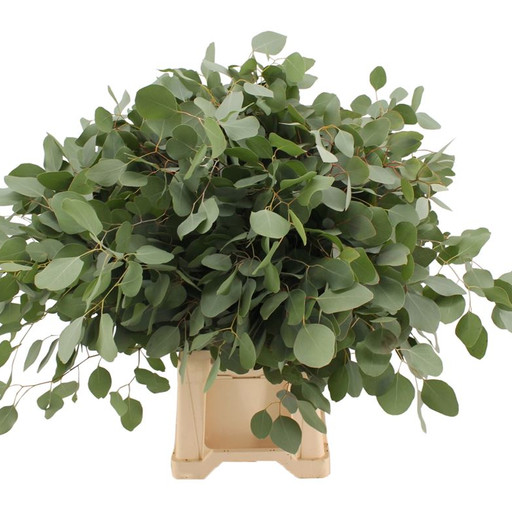 Eucalyptus Populus - Эвкалипт Популус